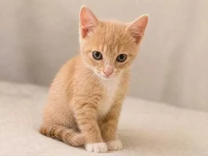 Almond