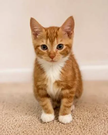 Creamsicle