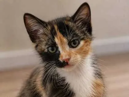 Domino